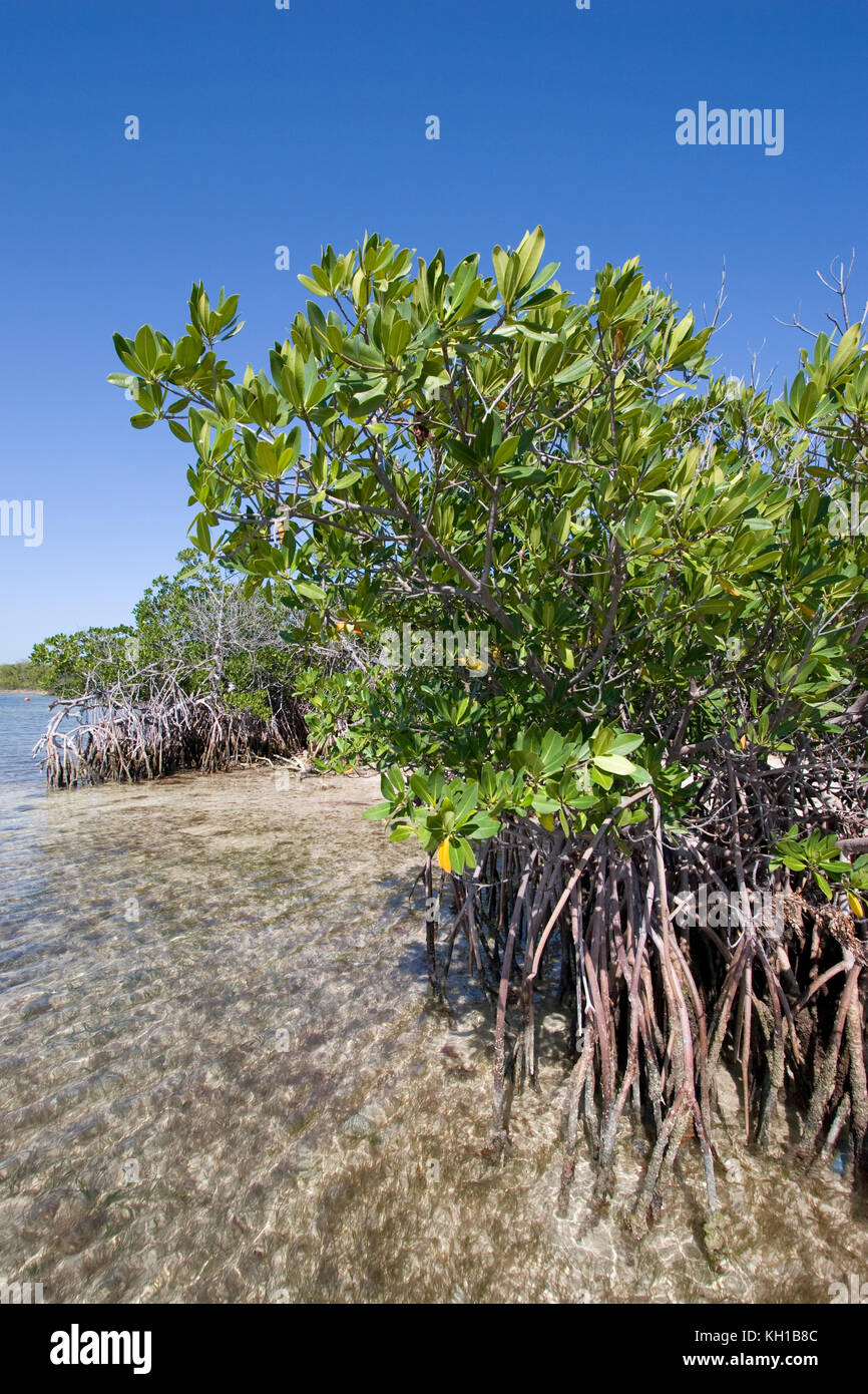 Mangrovenwurzeln bei Ebbe auf Elliott Key Biscayne National Park, Florida Stockfoto