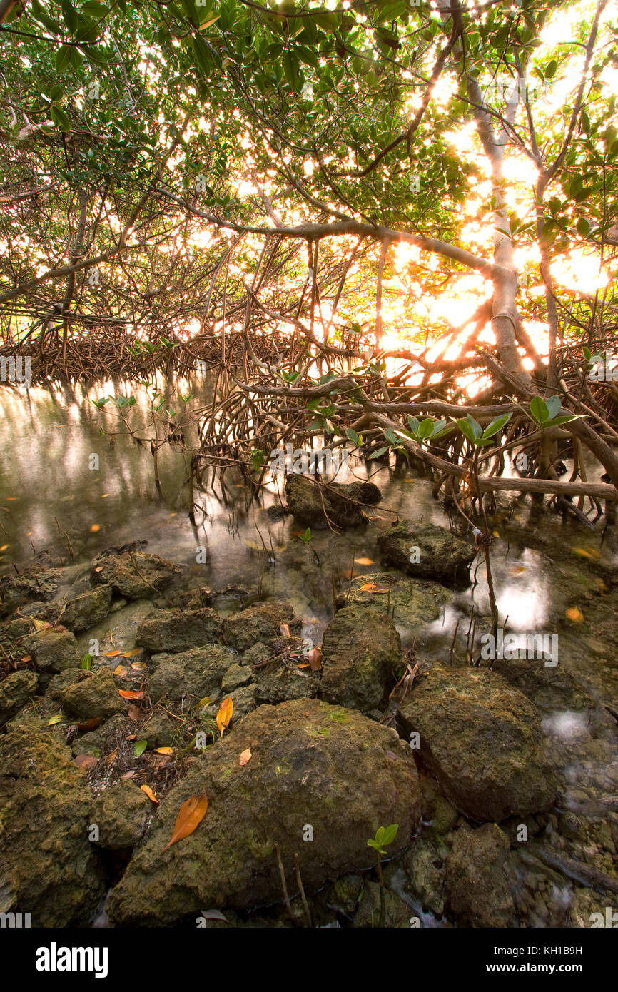 Innenraum eines Red Mangrove Lebensraum, Florida Keys National Marine Sanctuary, Key Largo, Florida Stockfoto
