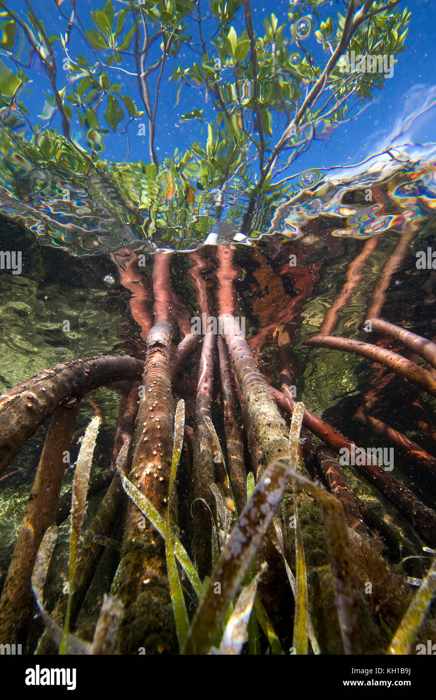 Prop Wurzeln der rote Mangrove (Rhizophora mangle) und Turtle Gras (Thalassia testudinum) Florida Bay, Florida Keys National Marine Sanctuary, Islamorada Stockfoto