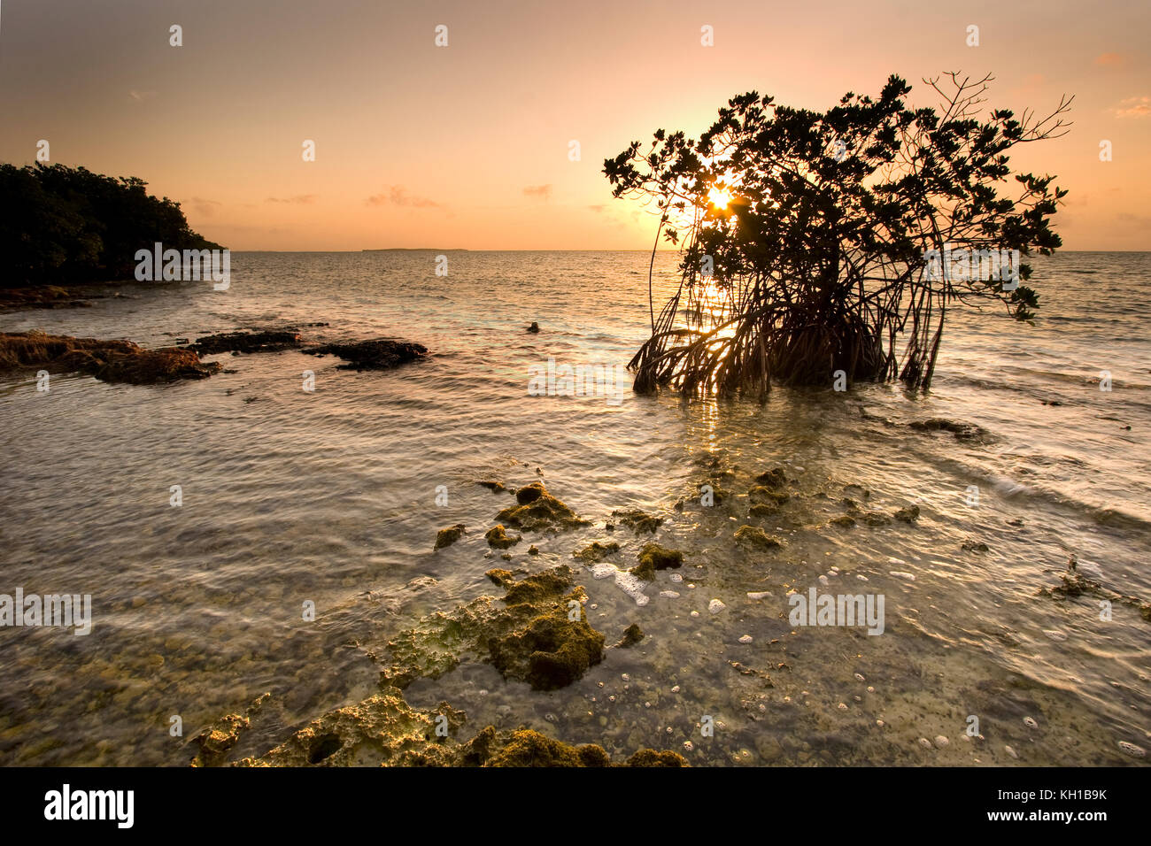 Red Mangrove, Rhizophora mangle, Florida Keys National Marine Sanctuary, Key Largo, Florida Stockfoto