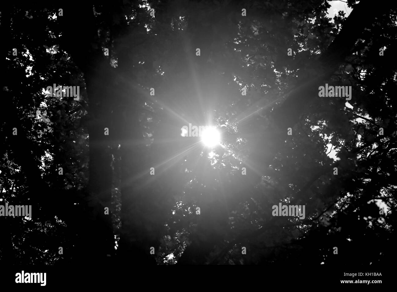 Schönen Sonnenlicht strahlt die Sonne durch den Wald Schwarz und Weiß Foto Stockfoto