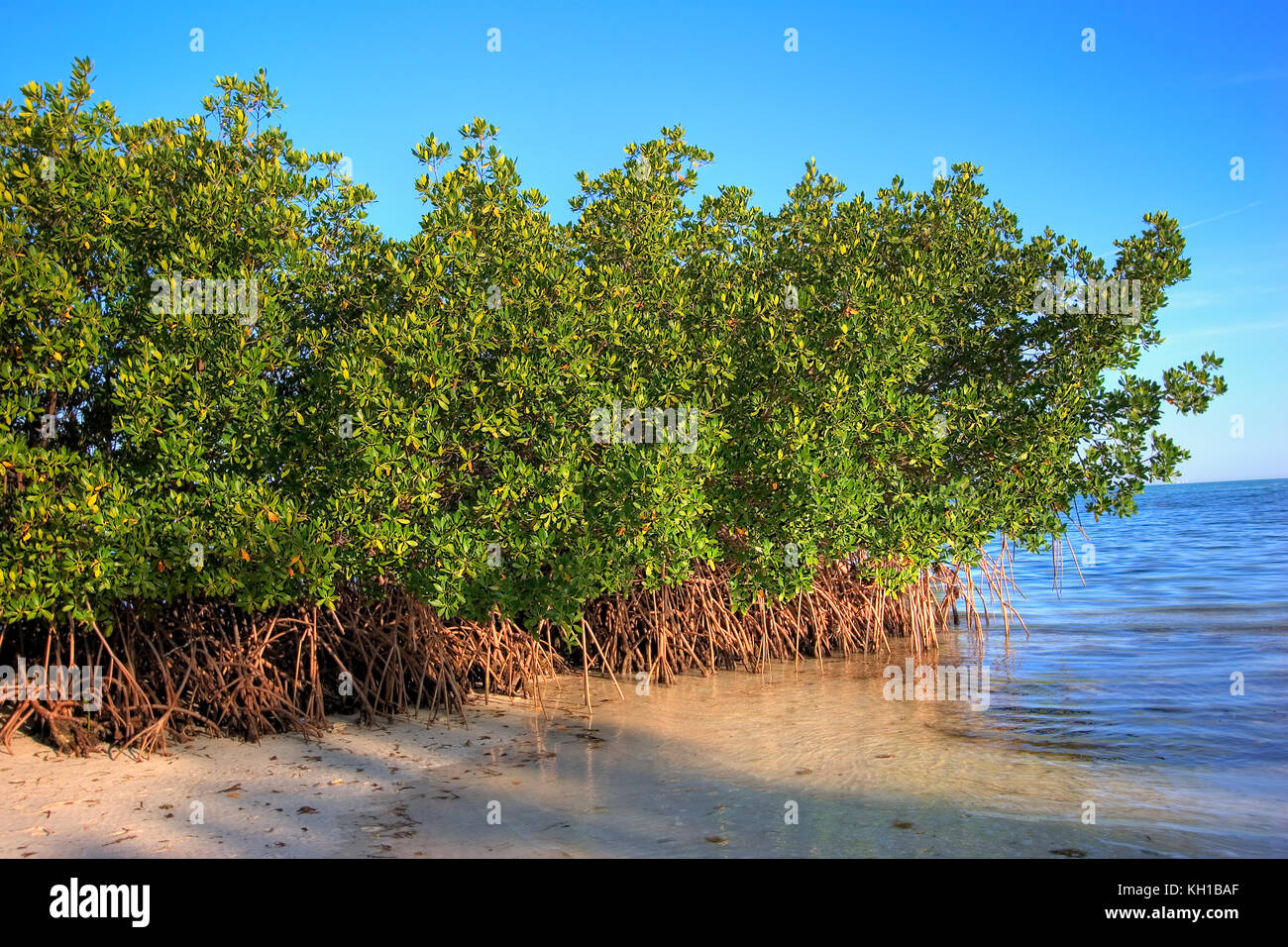 Mangrovenwurzeln bei Ebbe auf Elliott Key Biscayne National Park, Florida Stockfoto