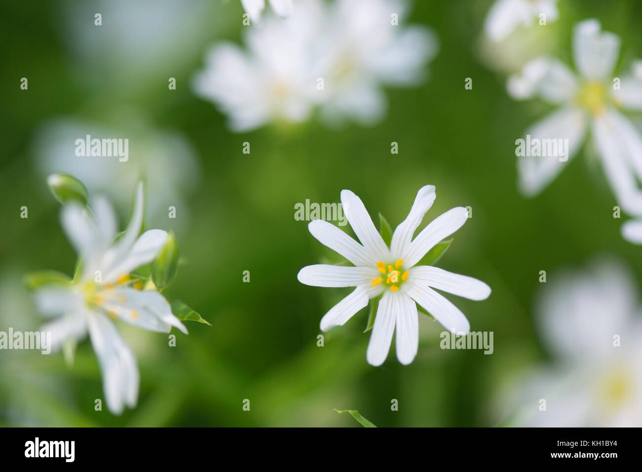 Gypsophila Blumen in der Natur Stockfoto