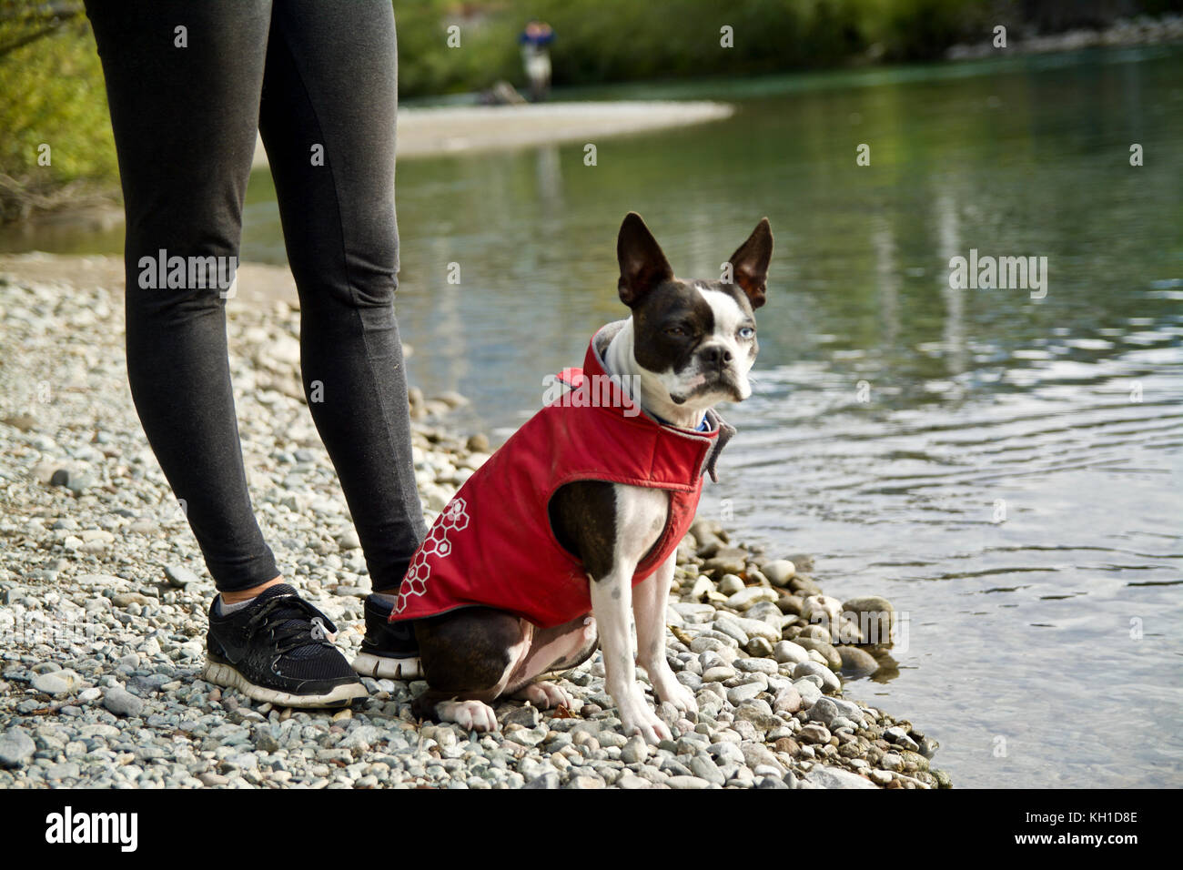 Ein kleiner Hund trägt eine rote Jacke sitzt in der Nähe von Green river Stockfoto