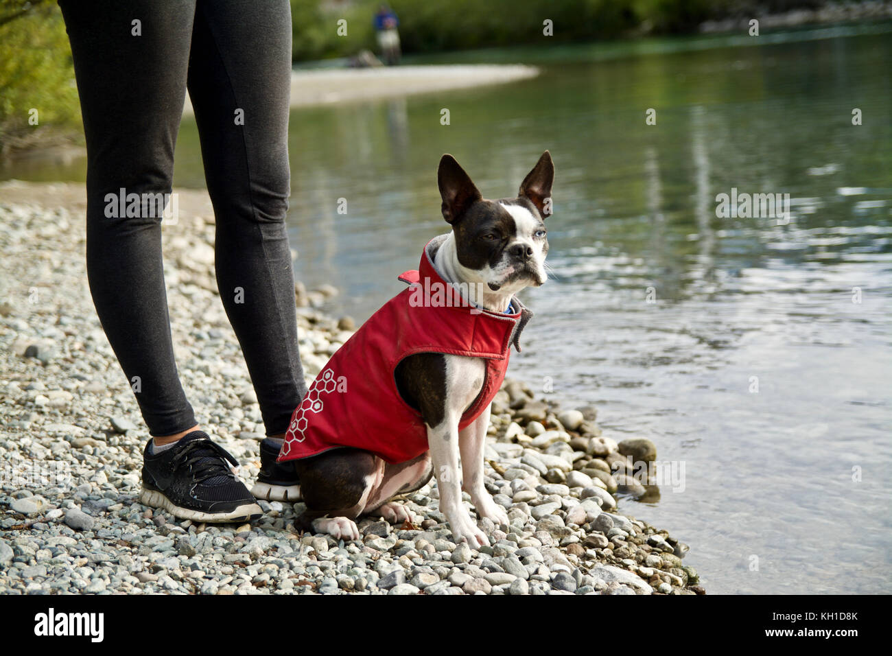 Ein kleiner Hund trägt eine rote Jacke sitzt in der Nähe von Green river Stockfoto