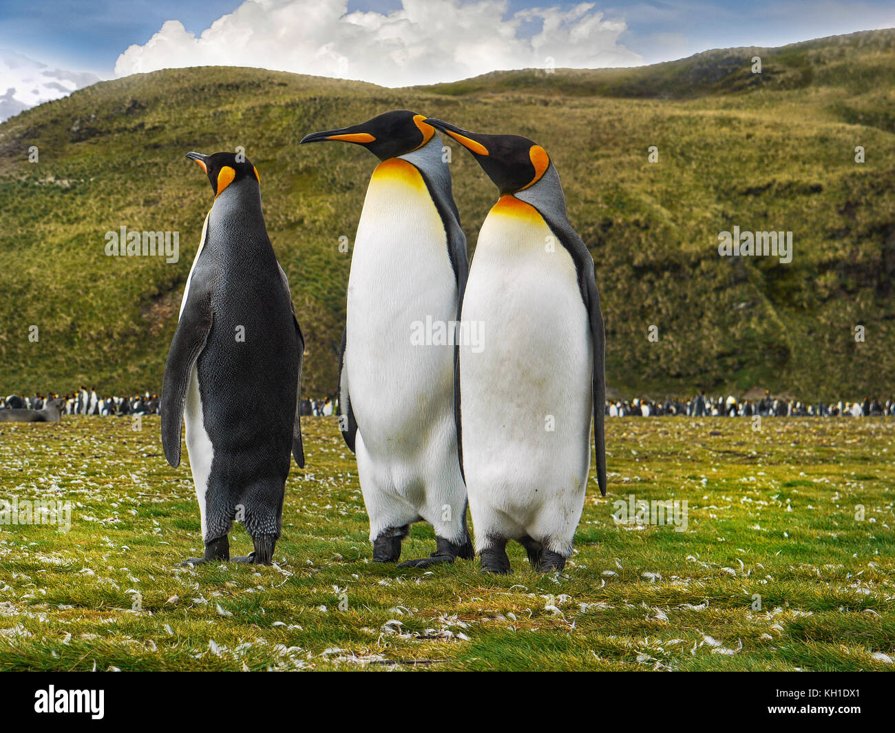 Low Angle View von drei Erwachsenen Königspinguine (Aptenodytes patagonicus) zusammen, die auf dem grasbewachsenen Ebenen von Salisbury Plain auf South Georgia Island Stockfoto