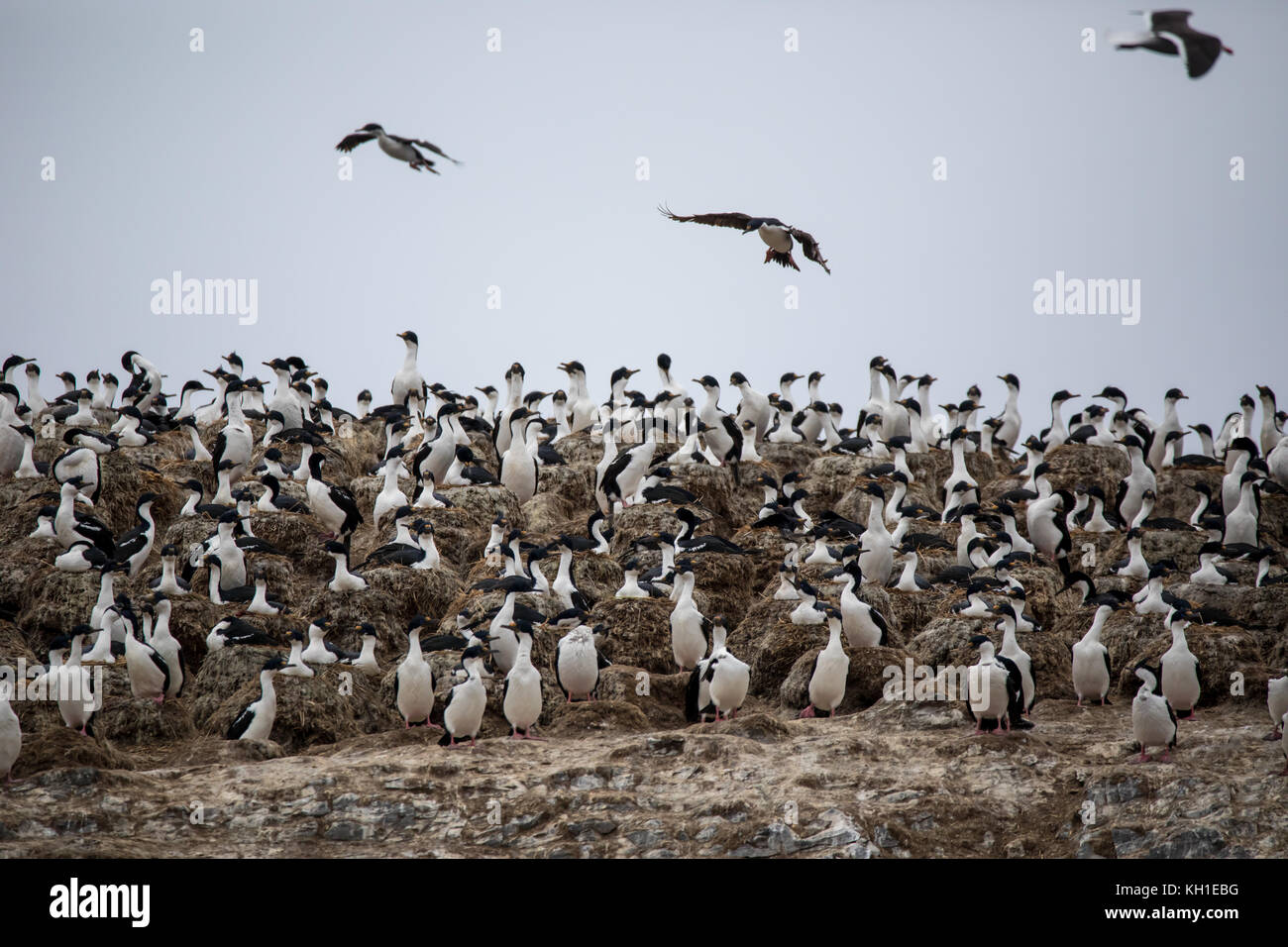 Imperial Kormorane auch bekannt als Blue-eyed krähenscharben Verschachtelung auf Observatorio Insel weg von Staten Island, Argentinien Stockfoto