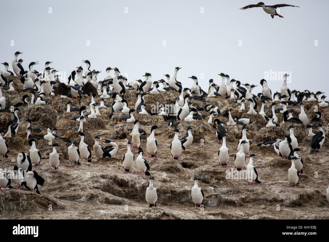 Imperial Kormorane auch bekannt als Blue-eyed krähenscharben Verschachtelung auf Observatorio Insel weg von Staten Island, Argentinien Stockfoto