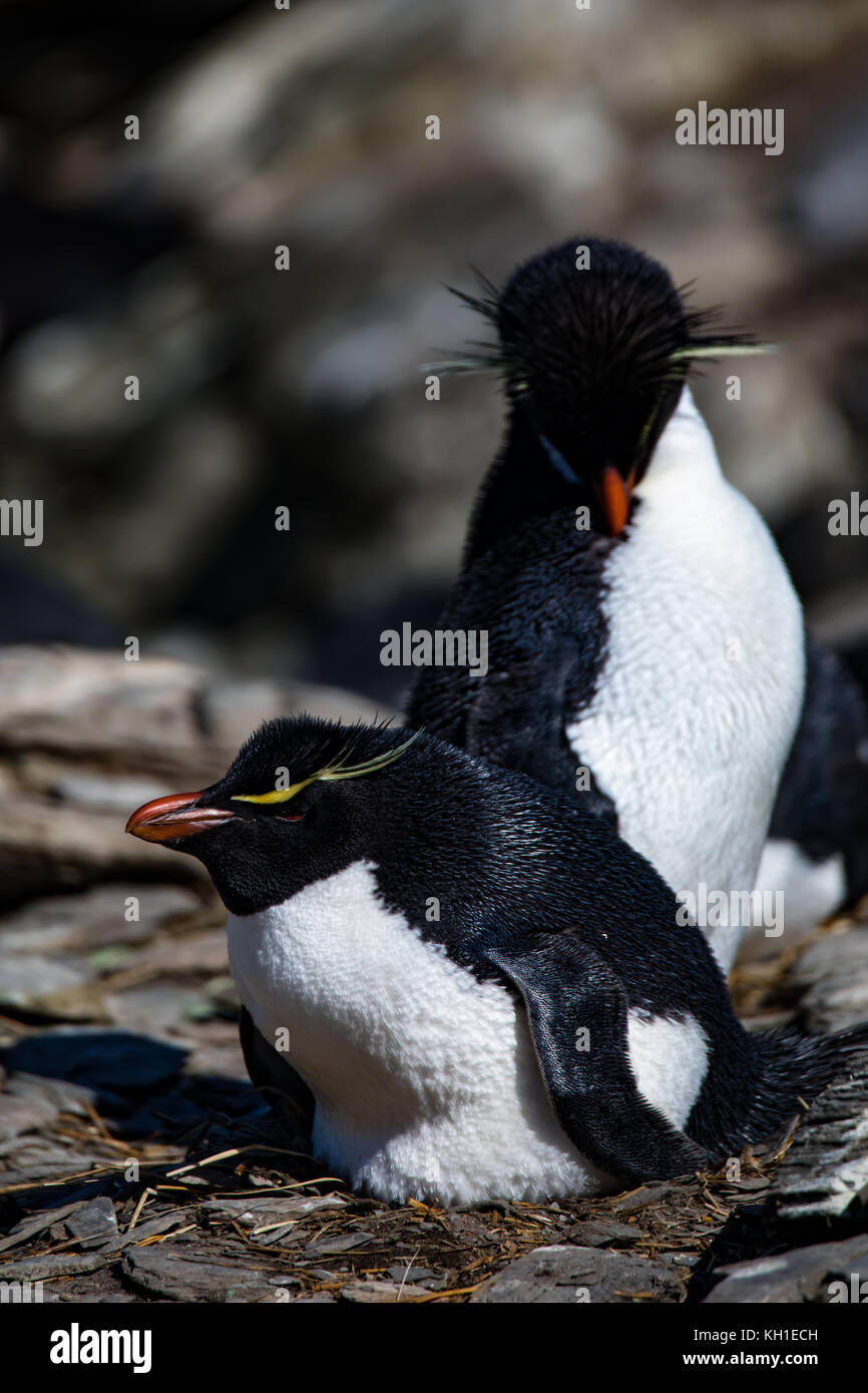Südliche Rockhopper Pinguine brüten in Franklin Bay auf Staten Island, Argentinien Stockfoto