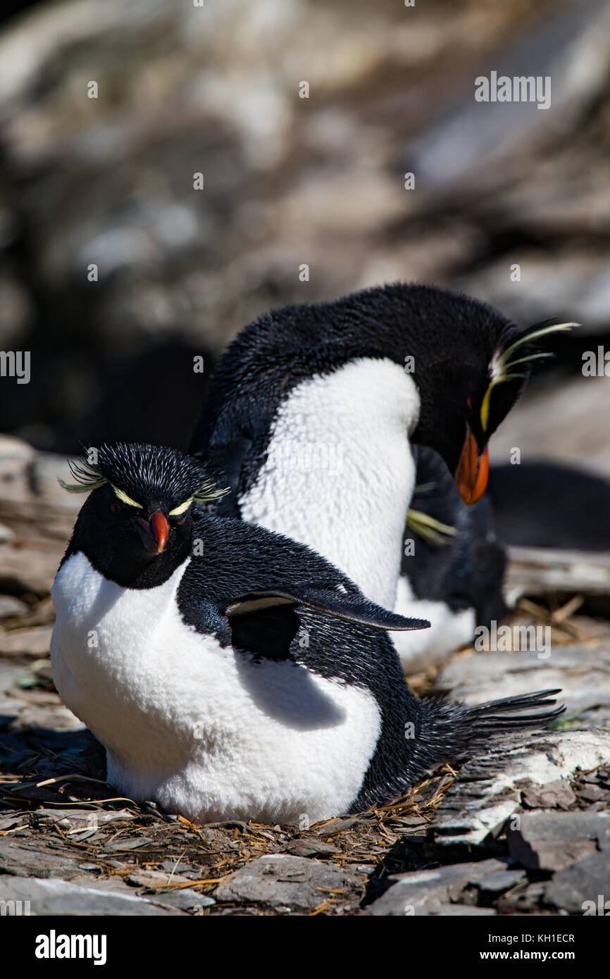 Südliche Rockhopper Pinguine brüten in Franklin Bay auf Staten Island, Argentinien Stockfoto