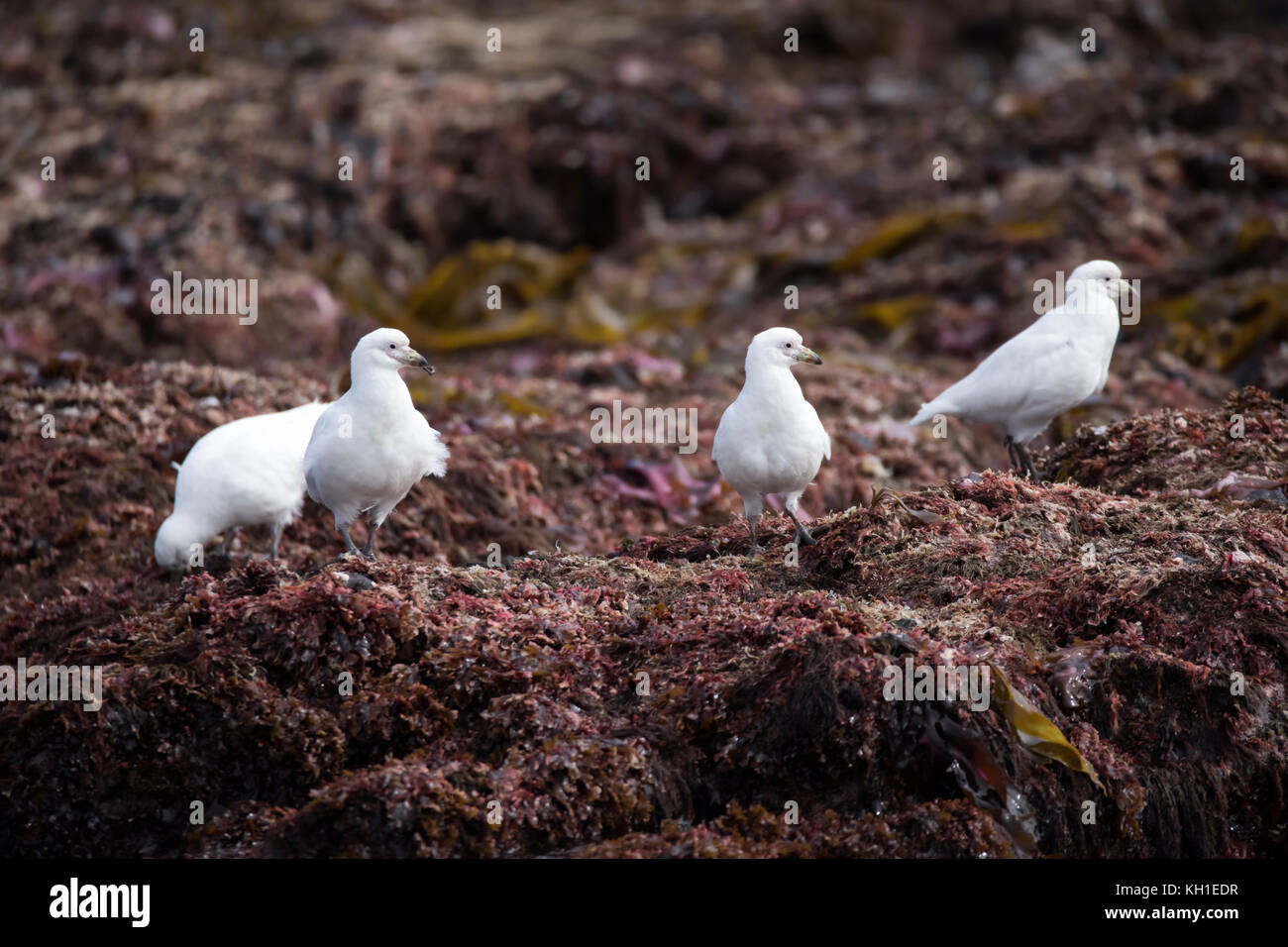 Eine Gruppe von Snowy Sheathbill Nahrungssuche in der Gezeitenzone auf Observatorio Insel weg von Staten Island, Argentinien Stockfoto