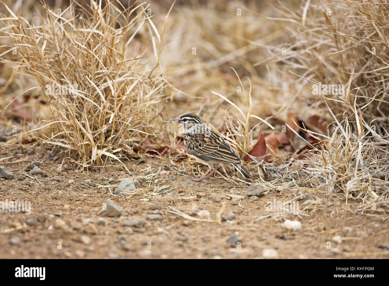 Sabota lark Mirafra sabota sammeln Nestmaterial Kruger National Park Südafrika Stockfoto