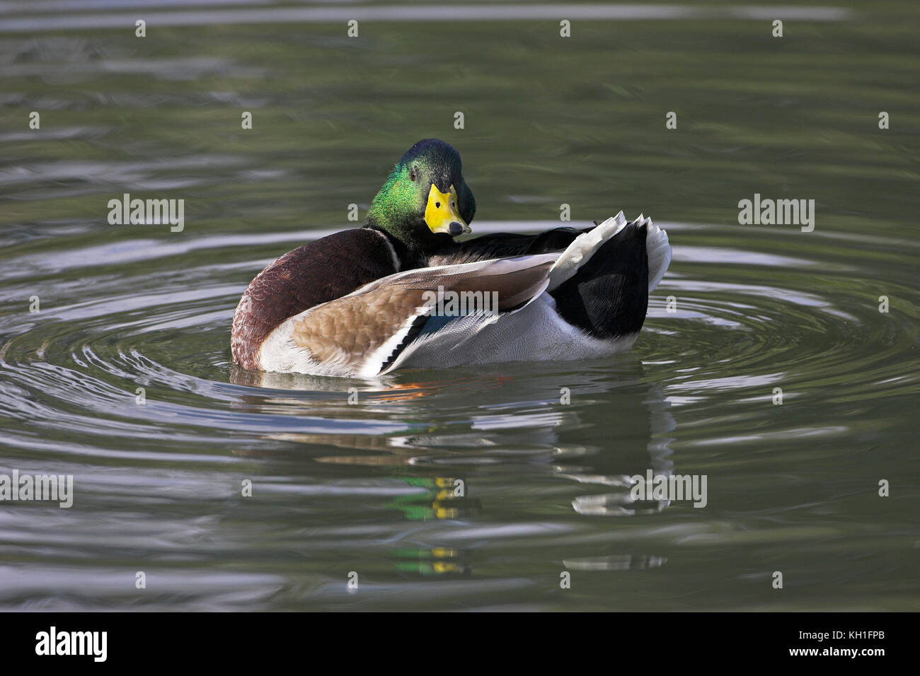 Stockente Anas platyrhynchos putzen London Wetland Centre London Stockfoto