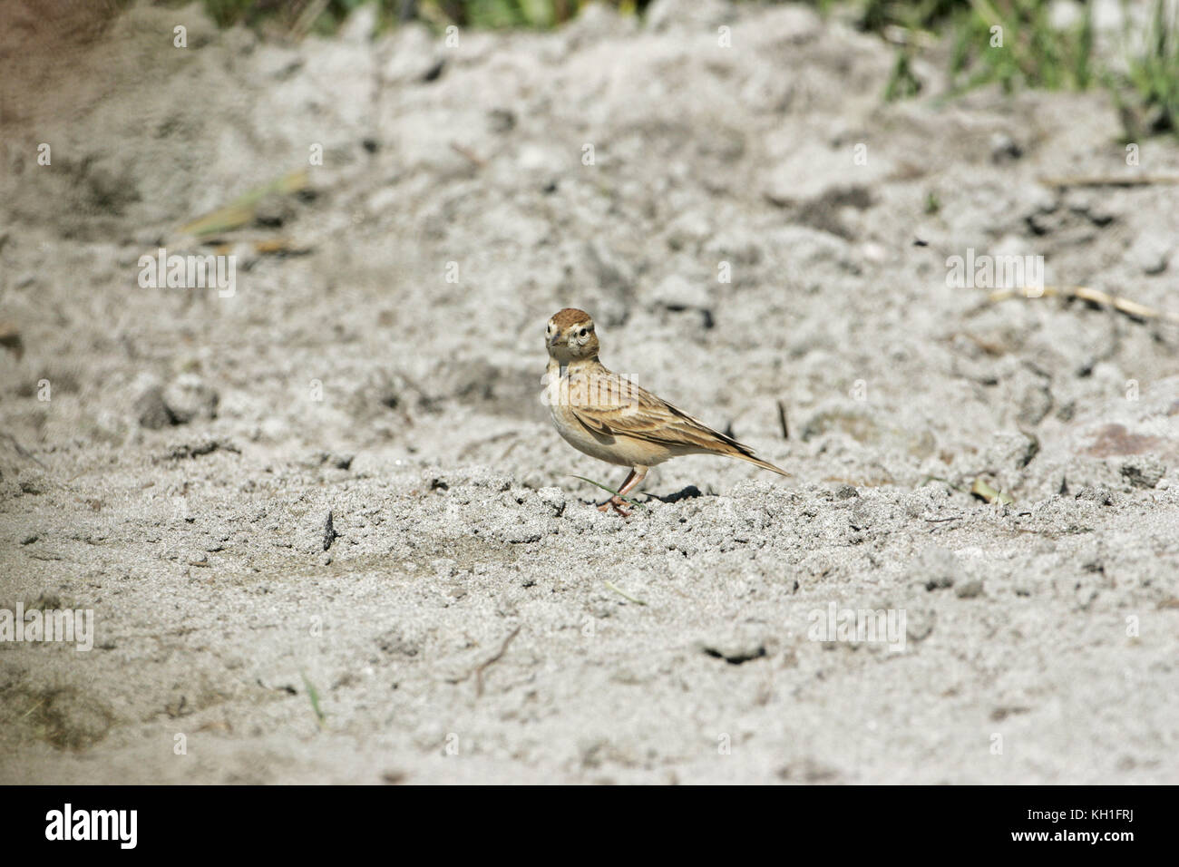 Mehr short-toed Lerche Calandrella brachydactyla Cap Corse Korsika Frankreich Stockfoto