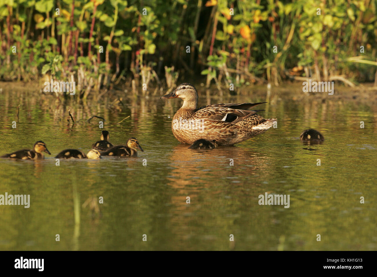 Stockente Anas platyrhnchos Weiblich mit sechs Entenküken in marschland Pool in der Nähe von tiszaalpar Ungarn Stockfoto