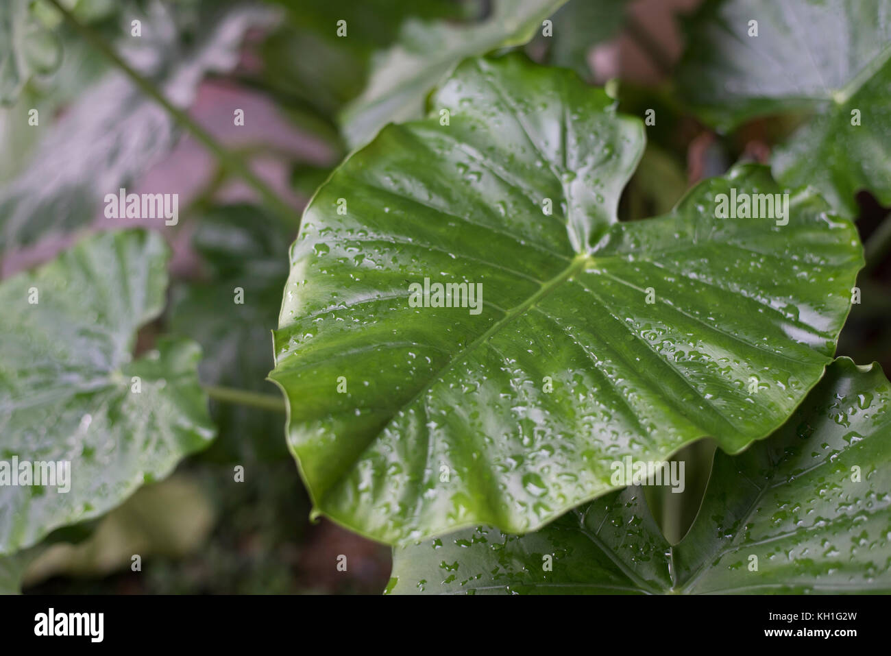 Tau auf alocasia macrorrhiza Blatt am Morgen Stockfoto