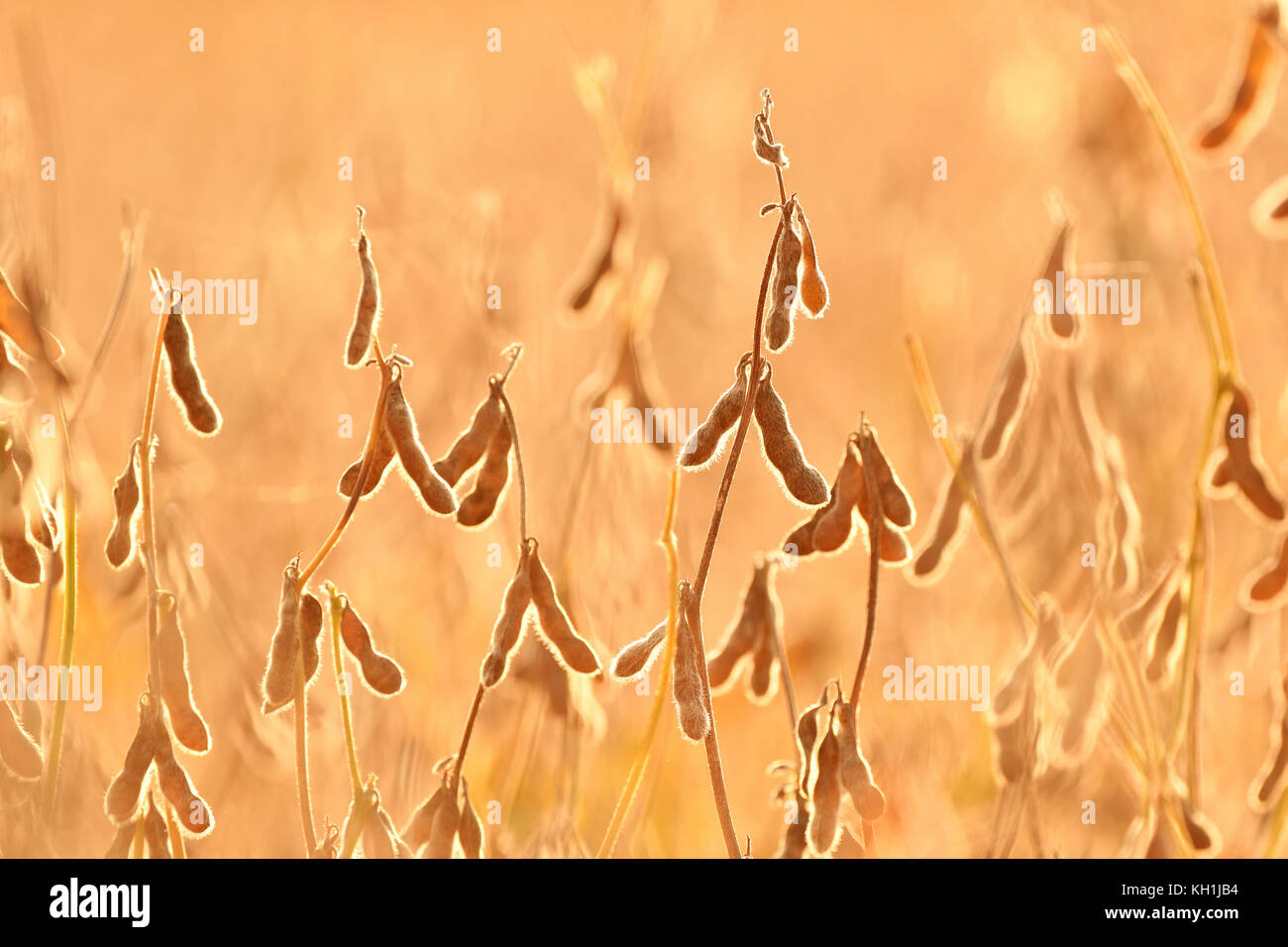 Reif Soja Hülsen wachsen in einem Feld Stockfoto