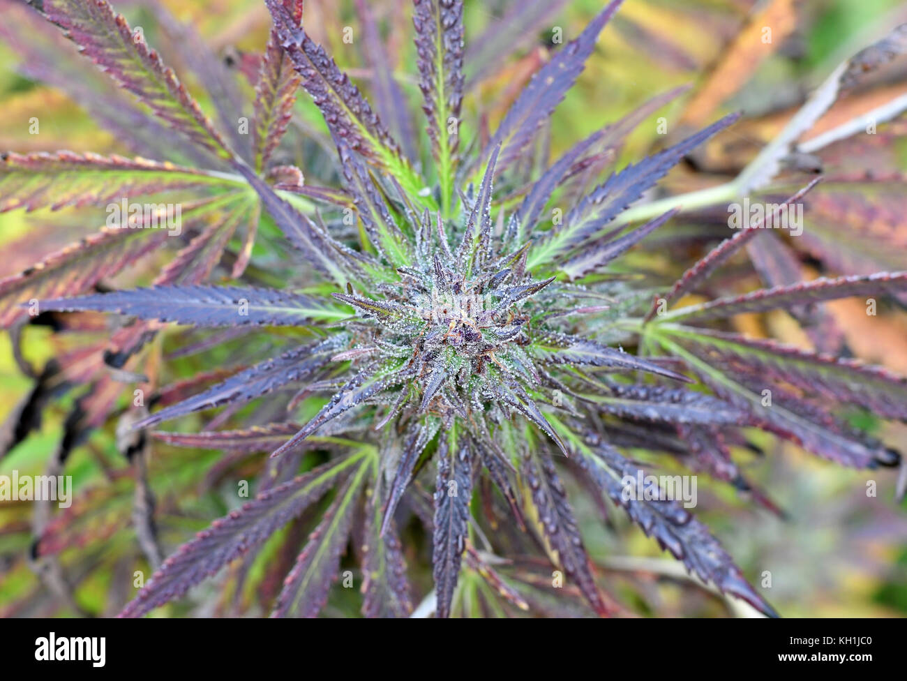 Blick von oben auf die Purple cannabis Bud Stockfoto