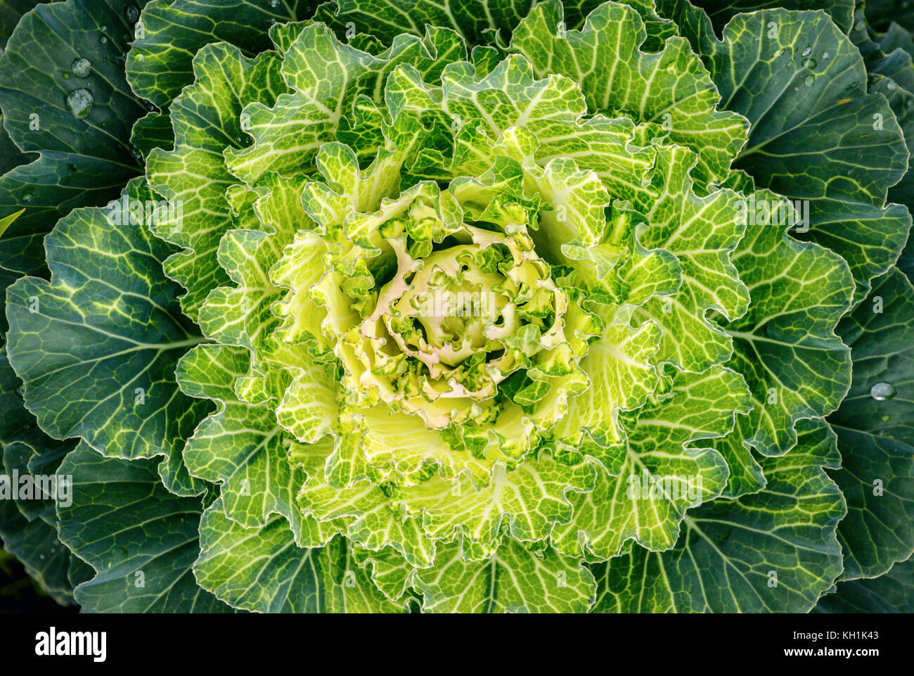 Nahaufnahme einer frischen Kohl mit einem gelben Herzen. Brassica oleracea acephala Grünkohl ist eine dekorative Arten. Stockfoto