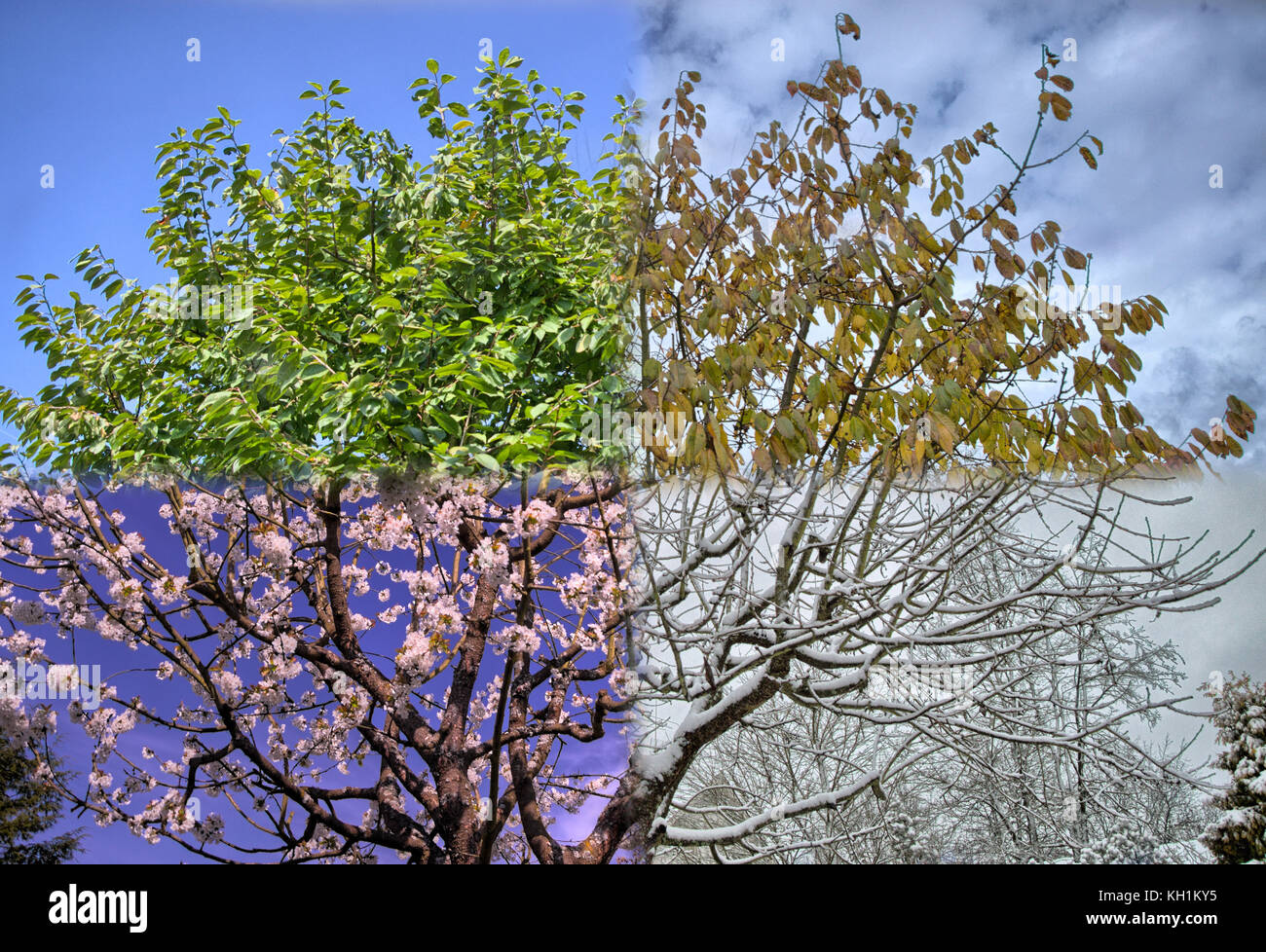 4 Jahreszeiten cherry tree Stockfoto