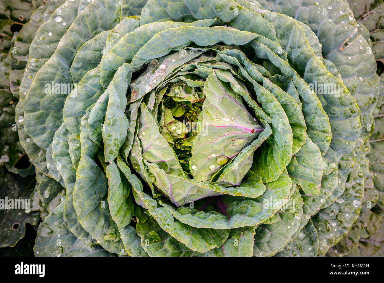 Nahaufnahme einer frischen Kohl (Brassica oleracea acephala) mit Wassertropfen. Brassica oleracea acephala Grünkohl ist eine dekorative Arten. Stockfoto