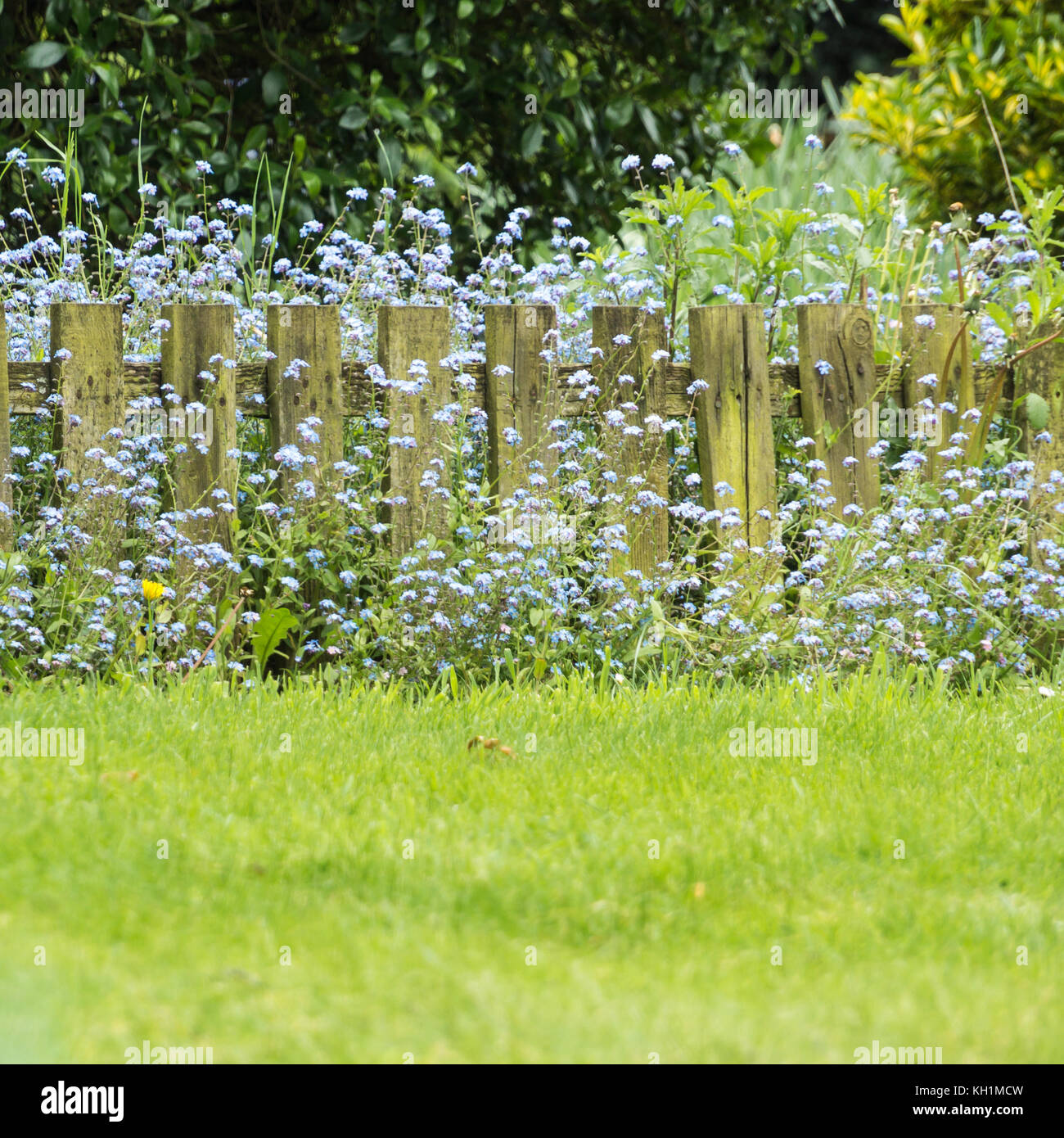 Wenig blau vergessen mich nicht Blumen wachsen auf beiden Seiten eines Gartenzaun. Stockfoto