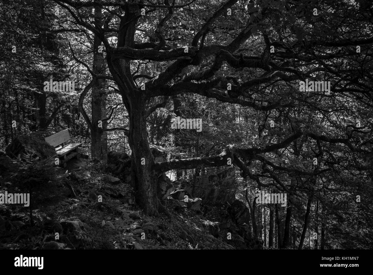 Wald Landschaft Berge Stockfoto