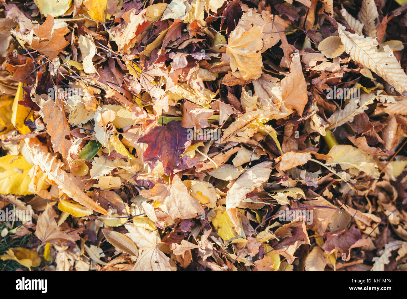 Die Gemeinkosten der Stapel der bunten Blätter im Herbst Stockfoto