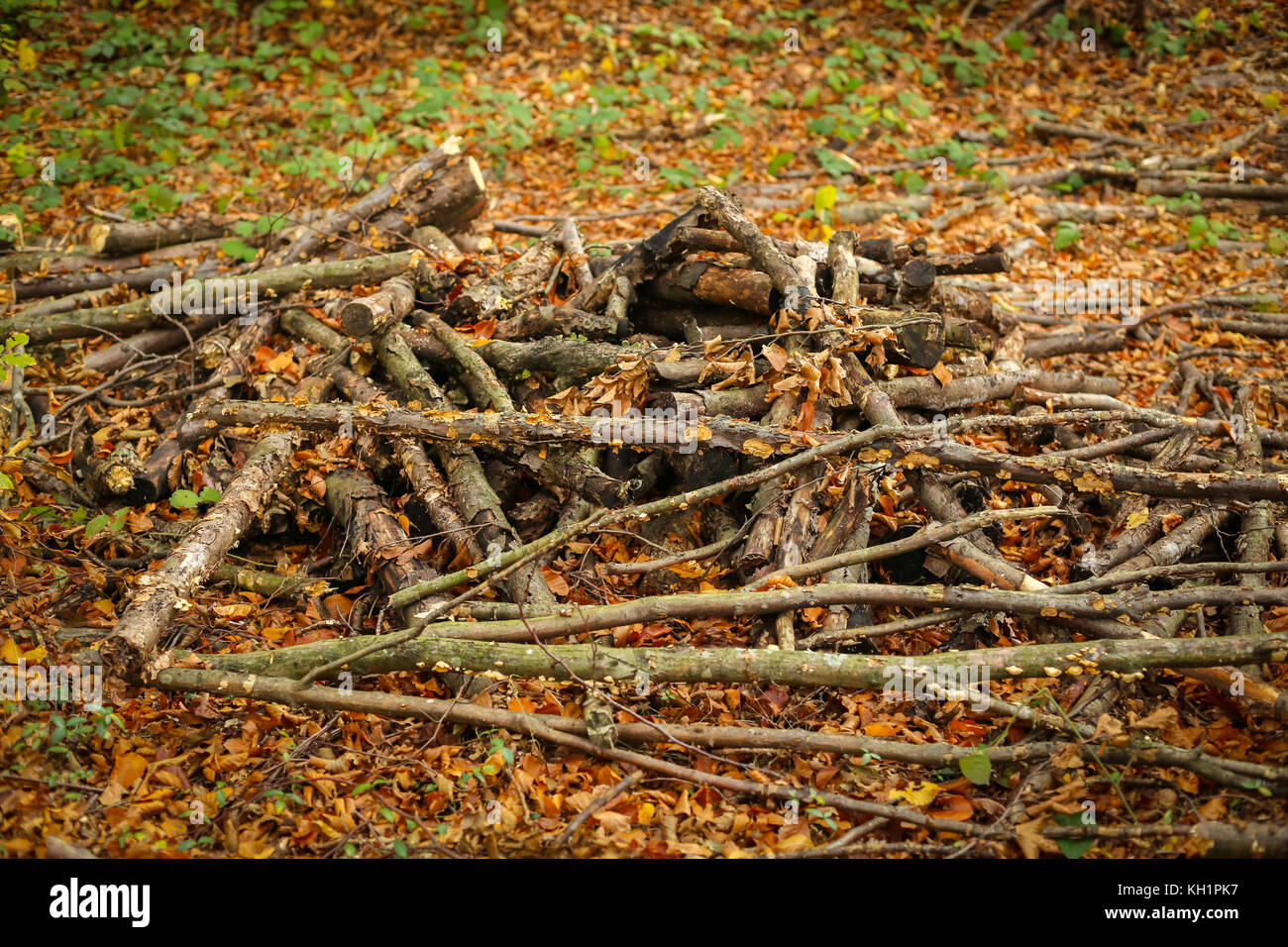 Ein Blick auf die gehackte Zweige auf dem Boden in einem Herbst Wald gestapelt Stockfotografie