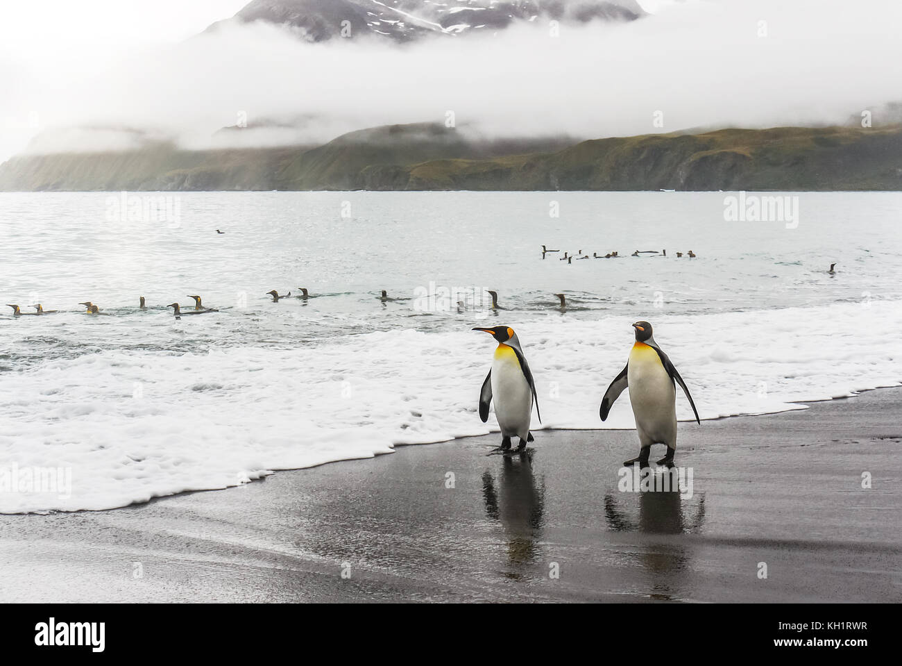 Zwei erwachsene Königspinguine (Aptenodytes patagonicus) zu Fuß in Richtung der Kamera am Wasser entlang eines schwarzen Sandstrand. South Georgia Island. Stockfoto