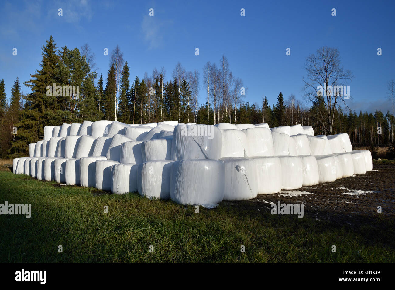 Menge einsilierung conservated in Kunststoff auf einem Feld mit blauem Himmel und Wald im Hintergrund, Bild aus dem Norden von Schweden. Stockfoto