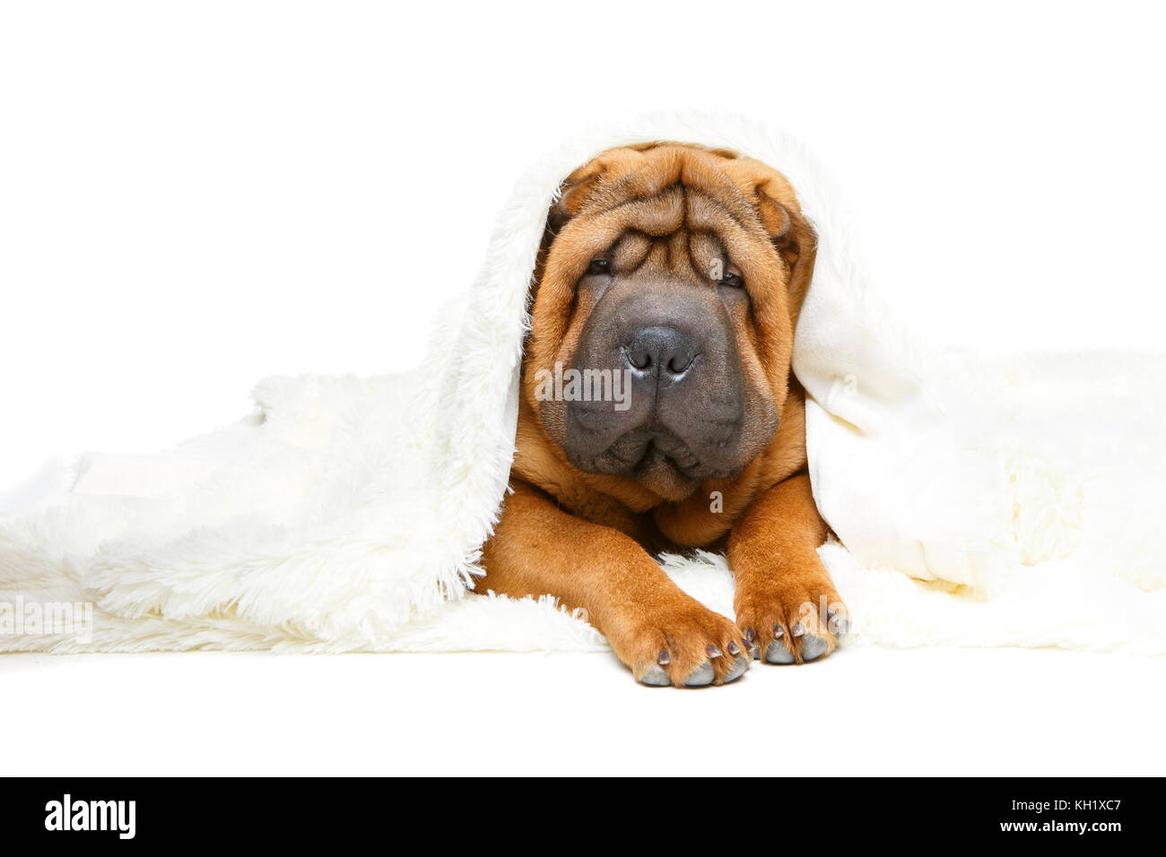 Shar Pei Welpen unter Plaid Stockfoto