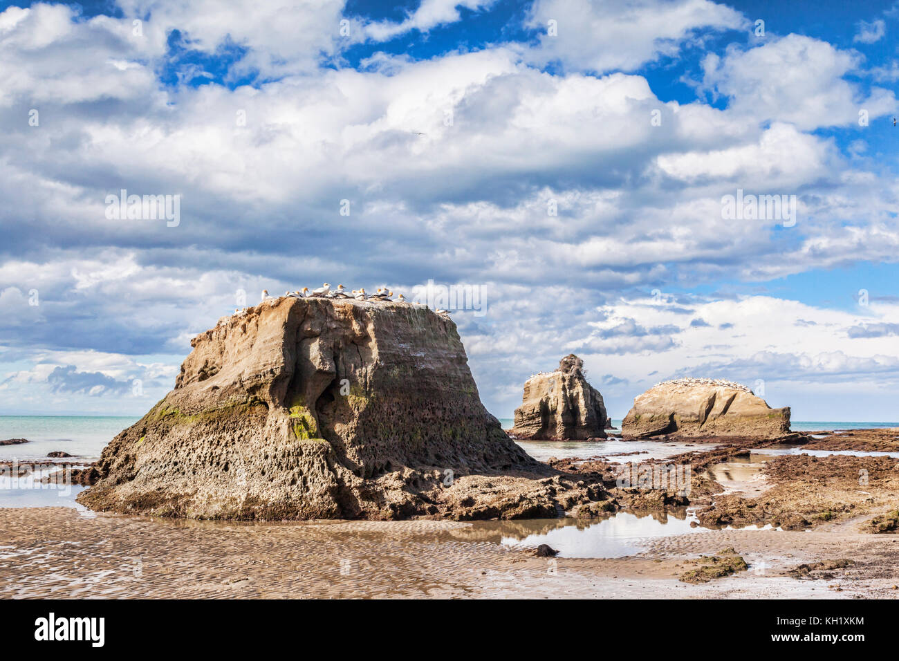 Schwarze reef gannet Kolonie, Kap-Entführer, Hawkes Bay, Neuseeland. Stockfoto