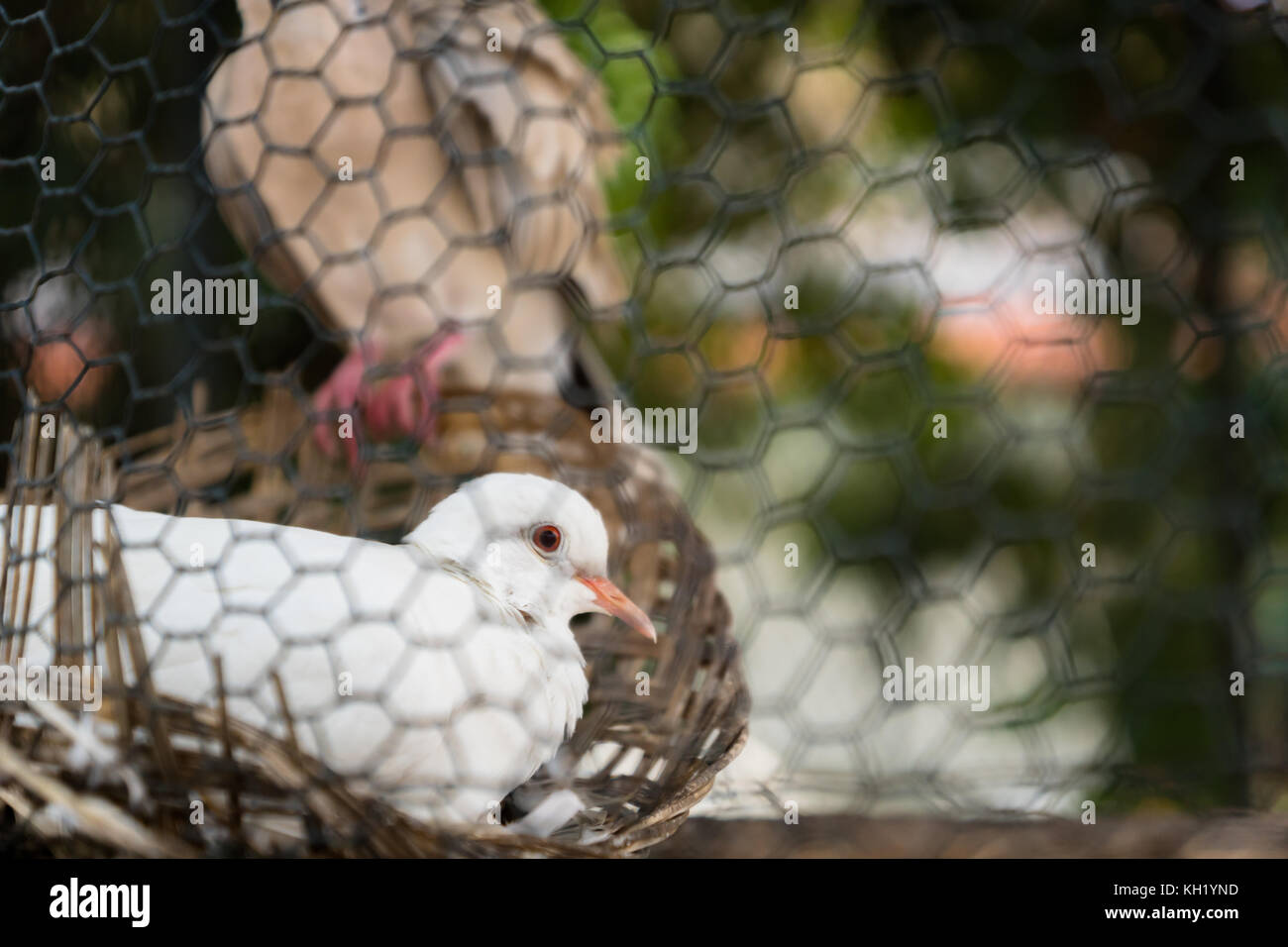 In der Nähe von weißen Songbird in Käfig in Central Java, Indonesien Stockfoto