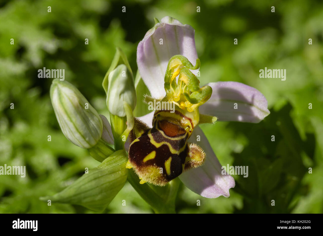 Wild Bienen-ragwurz (Ophrys apifera) Blüte mit deformierten Triple gynostemium und Antheren über einen grünen Hintergrund. Portugal. Stockfoto