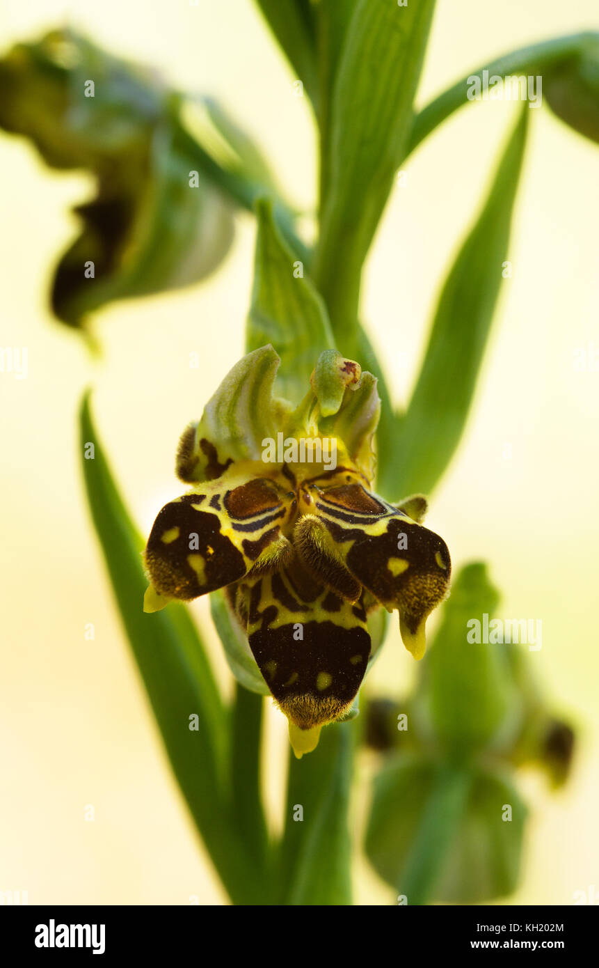 Wild Bienen-ragwurz (Ophrys apifera) Pflanze mit Triple labellum Blumen über eine Natürliche helle unscharf Hintergrund. Portugal. Stockfoto