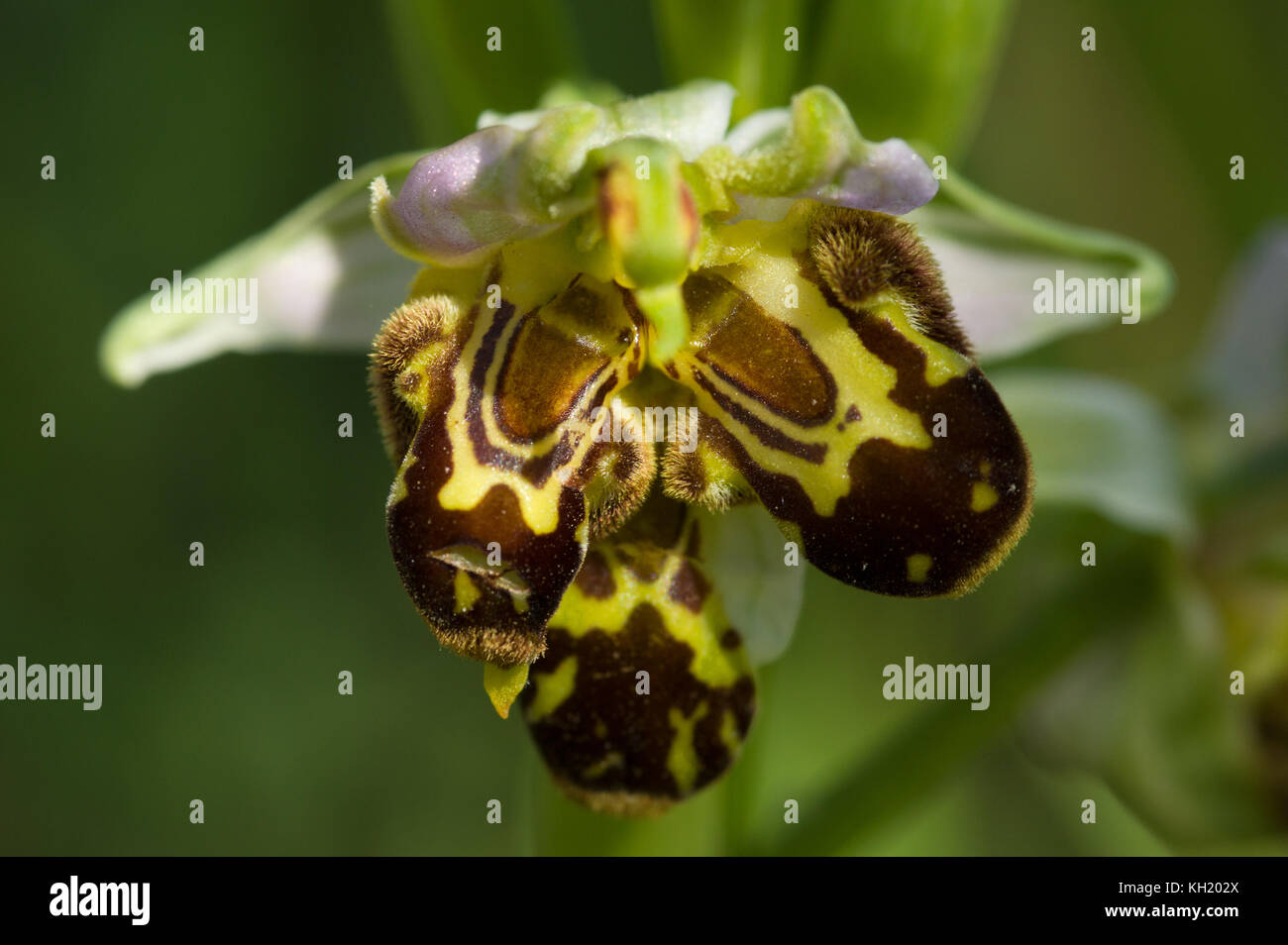 Wild Bienen-ragwurz (Ophrys apifera) verformt Blume mit Triple labellum über eine natürliche Grün aus Fokus Hintergrund. Portugal. Stockfoto