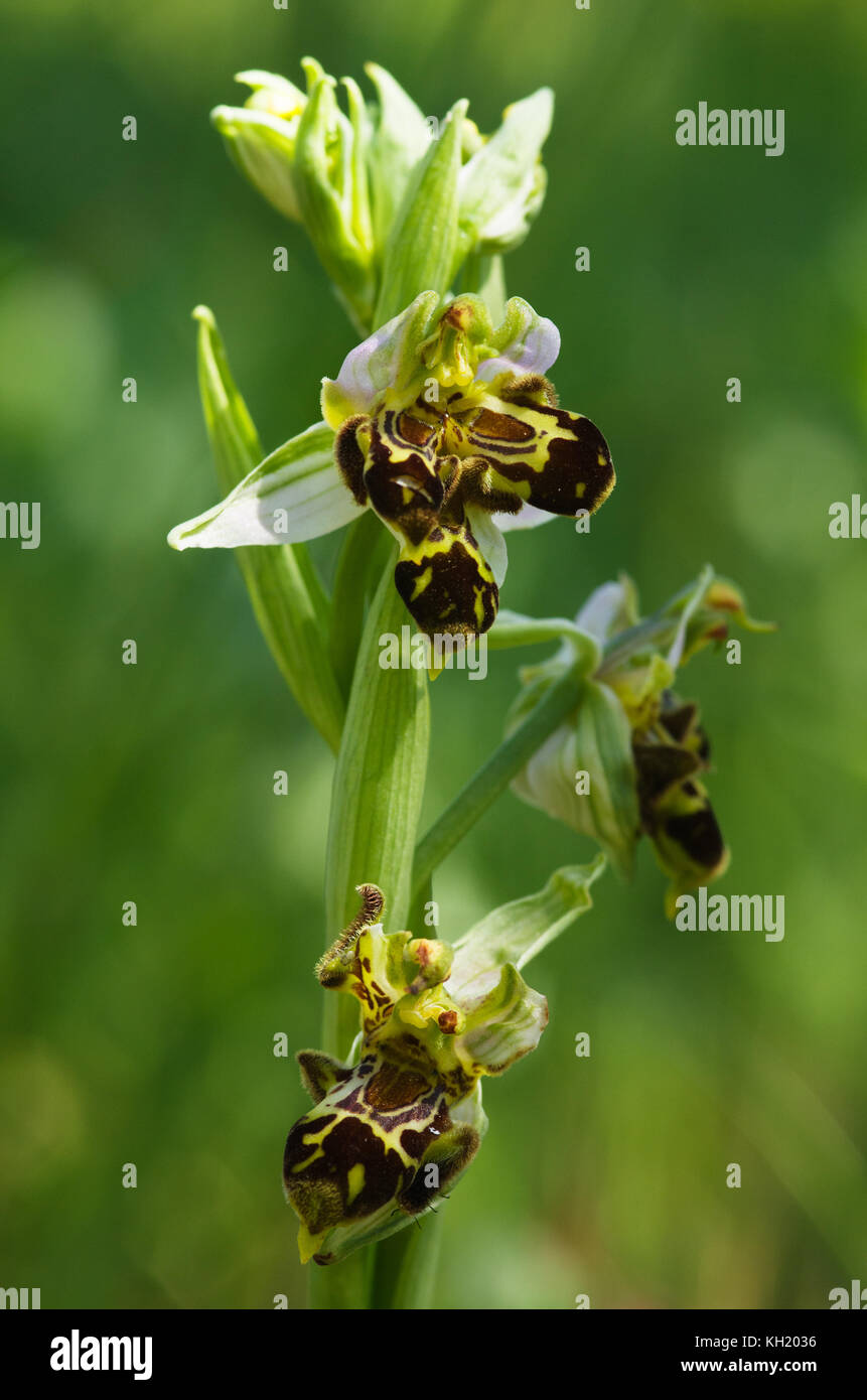 Wild Bienen-ragwurz (Ophrys apifera) Pflanze mit deformierten Triple und labeloid Blumen über ein natürliches Grün aus Fokus Hintergrund. Portugal. Stockfoto