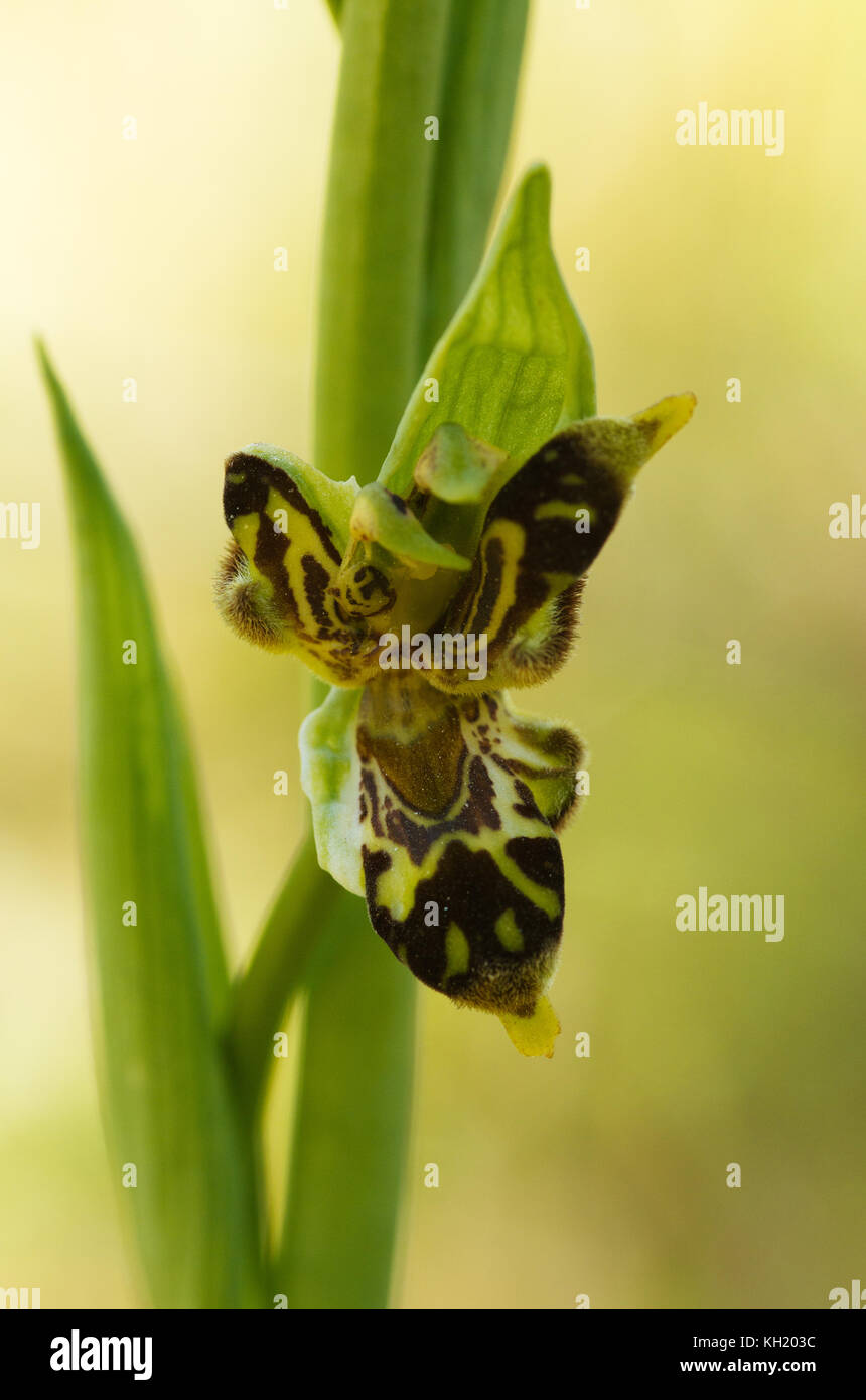 Wild Bienen-ragwurz (Ophrys apifera) Blüte mit Deformierten labeloid seitliche Blütenblätter über eine Natürliche helle unscharf Hintergrund. Portugal. Stockfoto