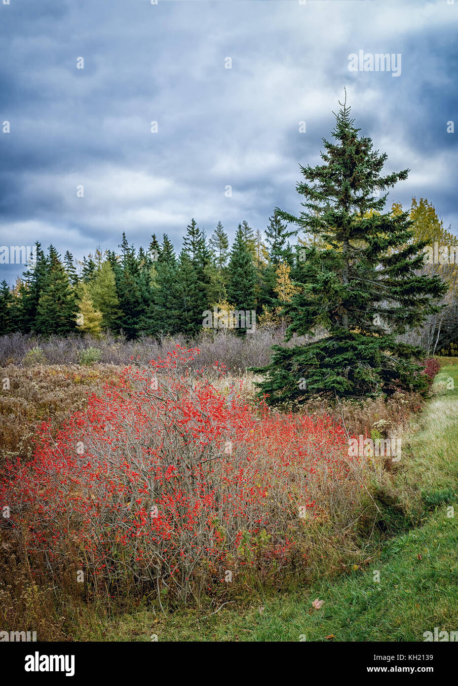 Winterberries oder Laub- Holly wild wachsen in einem kanadischen Feuchtgebiet. Stockfoto