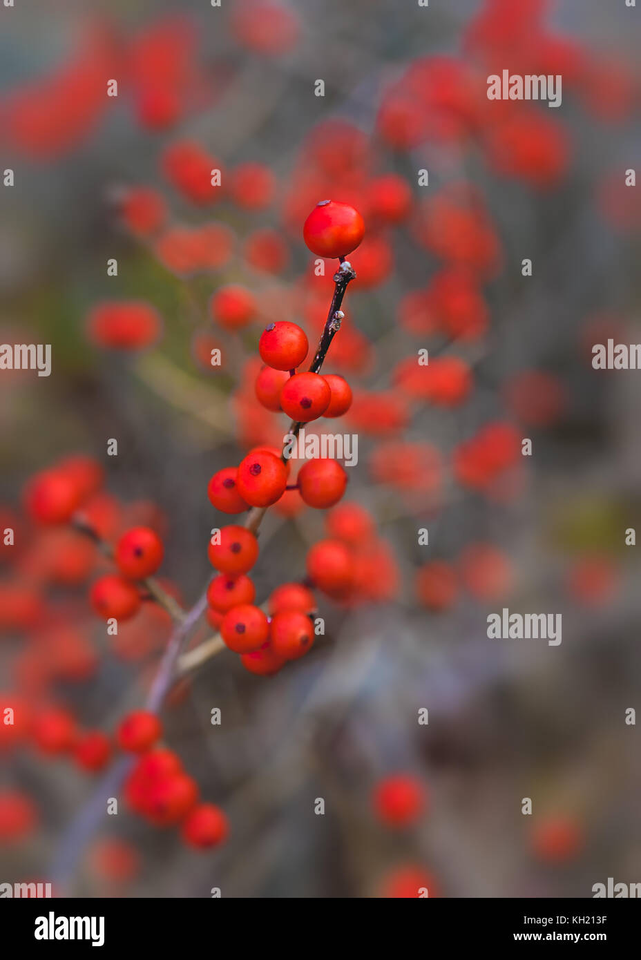 Winterberries oder Laub- Holly wild wachsen in einem kanadischen Feuchtgebiet. Stockfoto