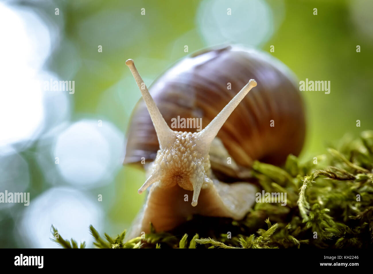 Helix pomatia auch römische Schnecke, Weinbergschnecken, weinbergschnecke oder Escargot, ist eine Pflanzenart aus der Gattung der Großen, Essbar, Atemluft- land Schnecke, eine terrestrische Pulmo Stockfoto