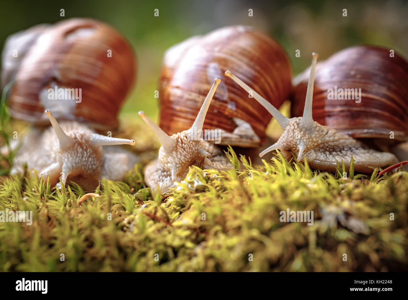 Helix pomatia auch römische Schnecke, Weinbergschnecken, weinbergschnecke oder Escargot, ist eine Pflanzenart aus der Gattung der Großen, Essbar, Atemluft- land Schnecke, eine terrestrische Pulmo Stockfoto