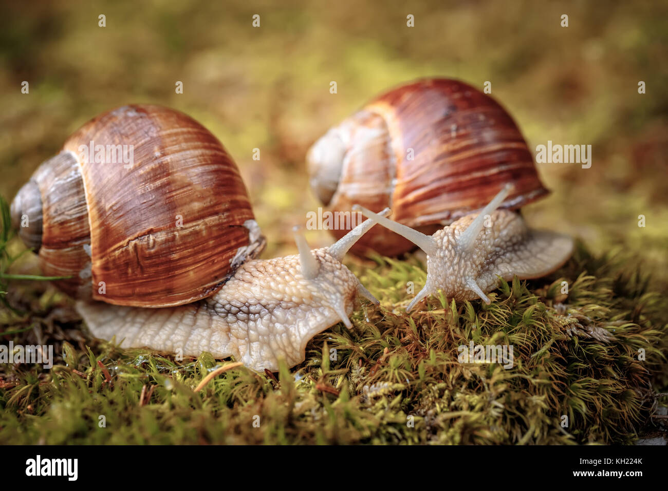 Helix pomatia auch römische Schnecke, Weinbergschnecken, weinbergschnecke oder Escargot, ist eine Pflanzenart aus der Gattung der Großen, Essbar, Atemluft- land Schnecke, eine terrestrische Pulmo Stockfoto