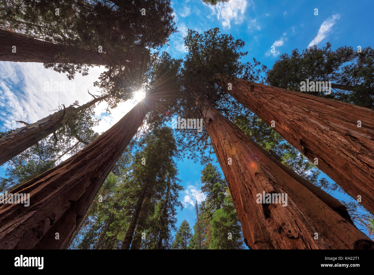 Giant Redwood Bäume im Sequoia Nationalpark Stockfoto