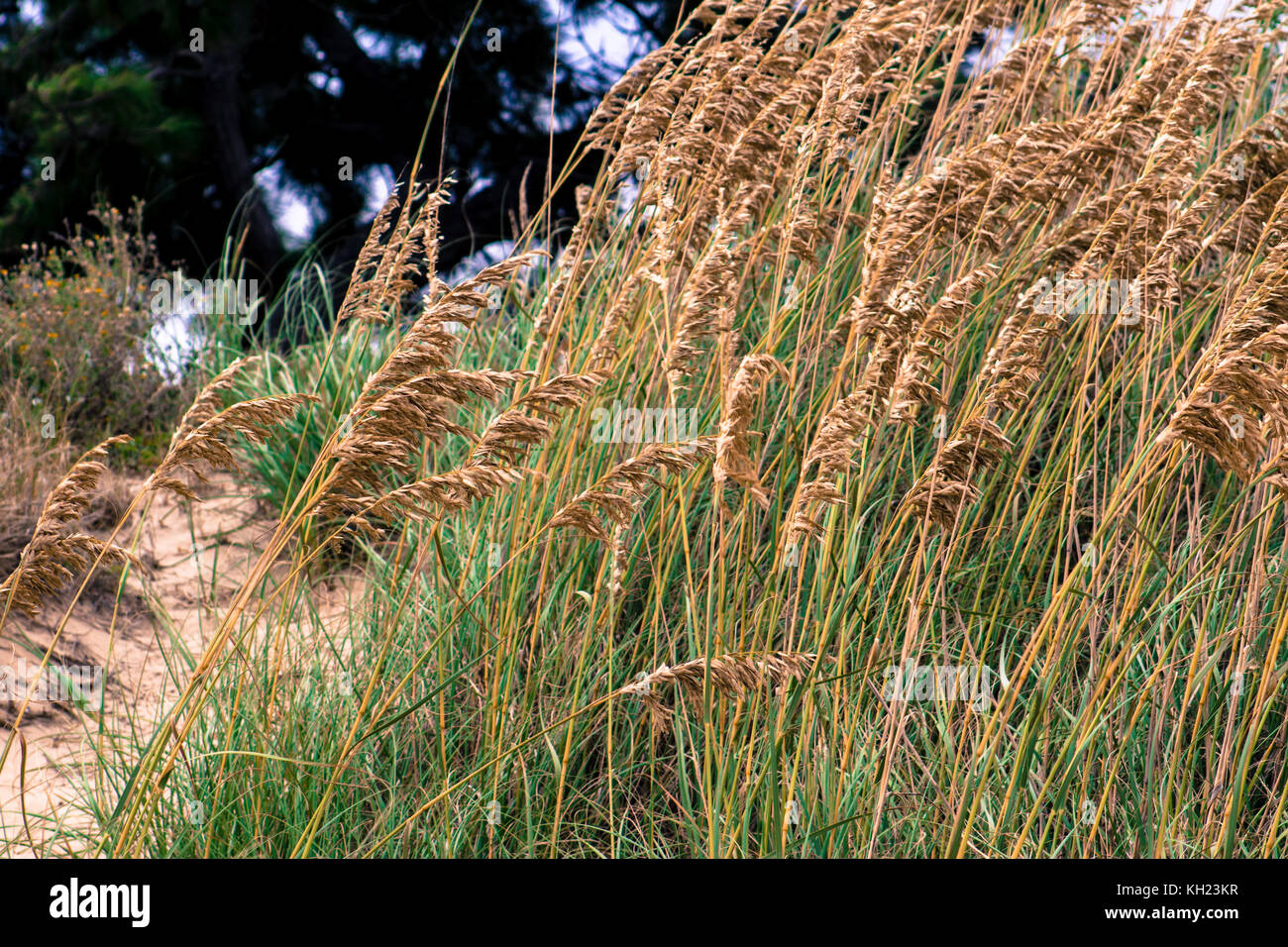 Weizen Gras in den Wind Stockfoto