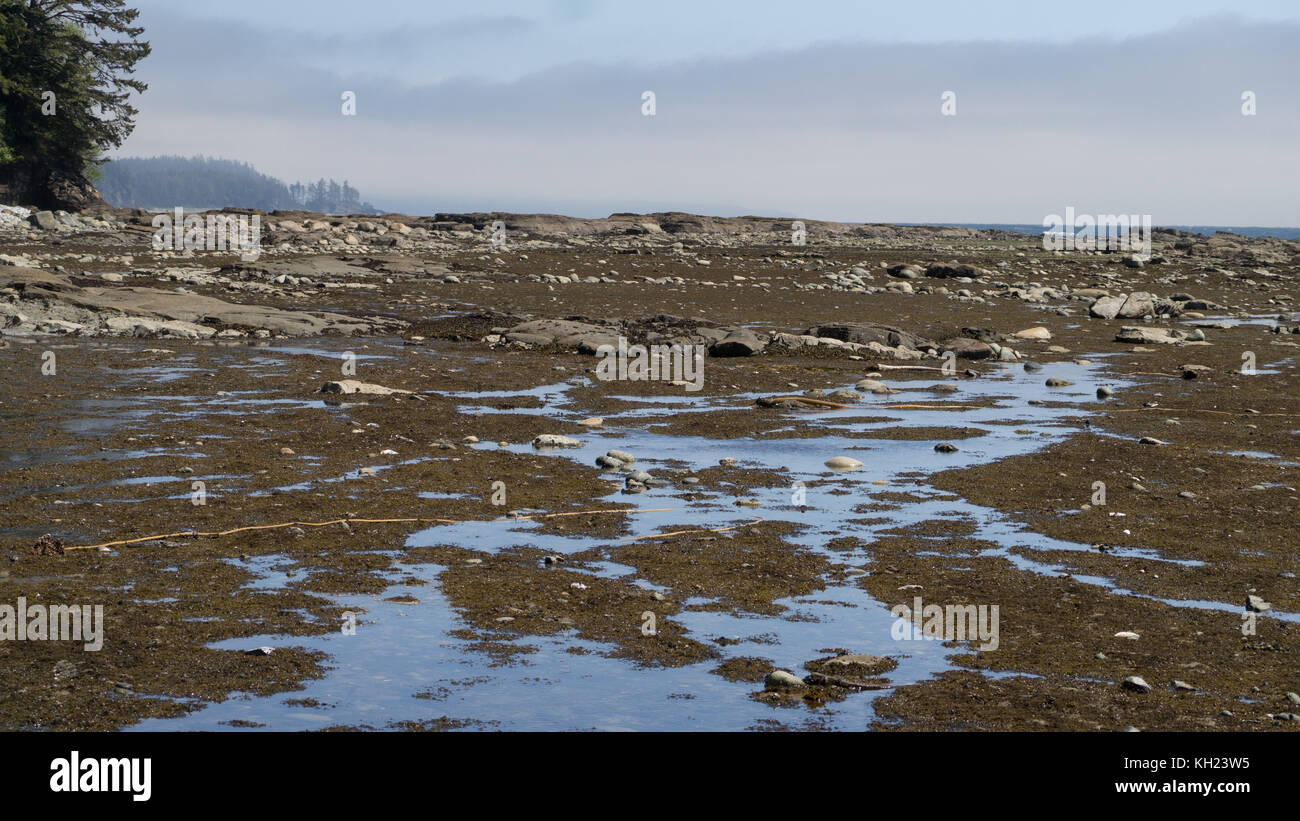 (West Coast Trail, Vancouver Island, BC, Kanada) Stockfoto