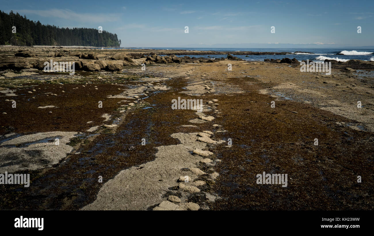 (West Coast Trail, Vancouver Island, BC, Kanada) Stockfoto