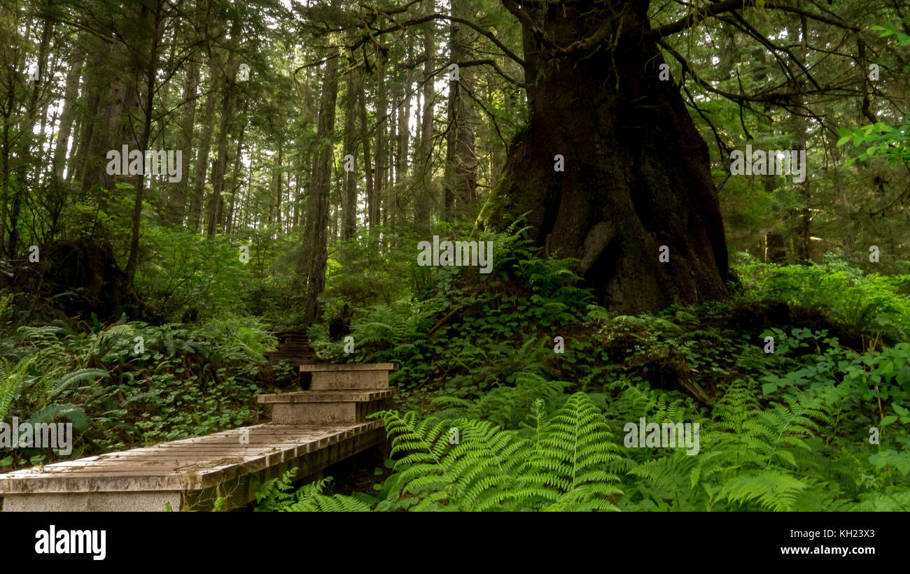 (West Coast Trail, Vancouver Island, BC, Kanada) Stockfoto