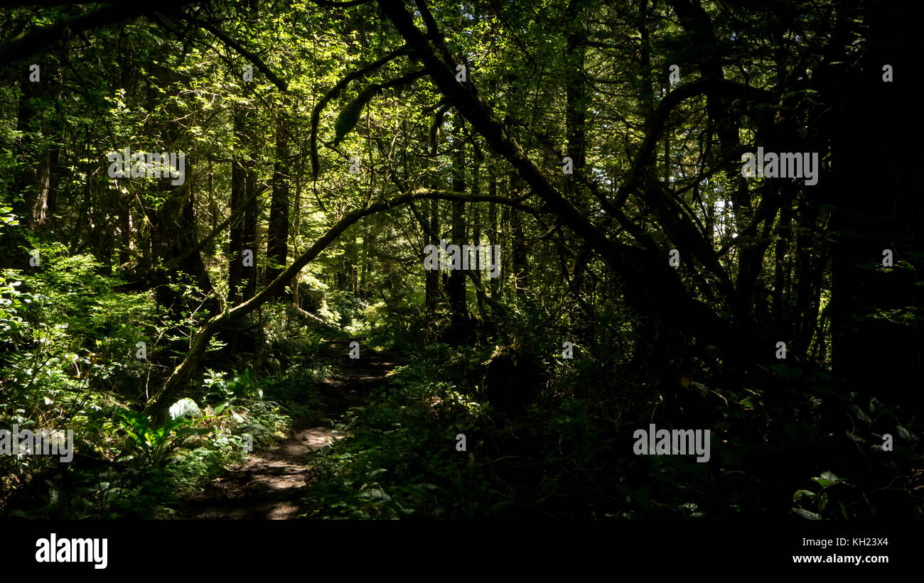 (West Coast Trail, Vancouver Island, BC, Kanada) Stockfoto